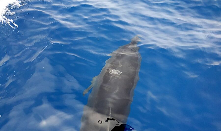 Agia Galini: South Crete Sailing Trip with Optional Lunch - Paximadia and the first swim