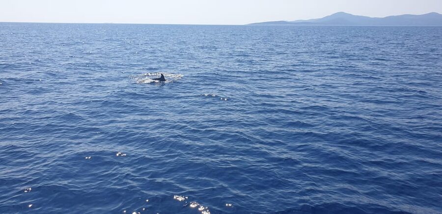 Athens: Riviera Catamaran Tour with Fresh Meal and Drinks - Practical tips for a smoother day