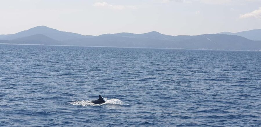Athens Riviera Private Catamaran Cruise with Meal and Drinks - Leaving Alimos Marina for the Athens coast