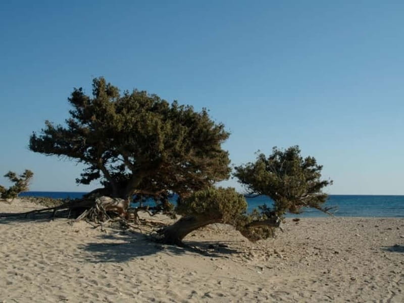 Crete: Chrissi Island Yacht Cruise with Lunch & Snorkeling - Is $226 a fair price?