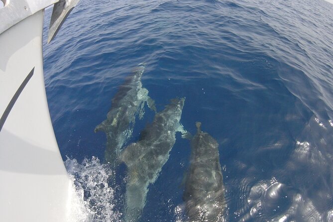 From Heraklion : Small Group 5,5 hours Sailing Trip to Dia Island - Why the small group matters