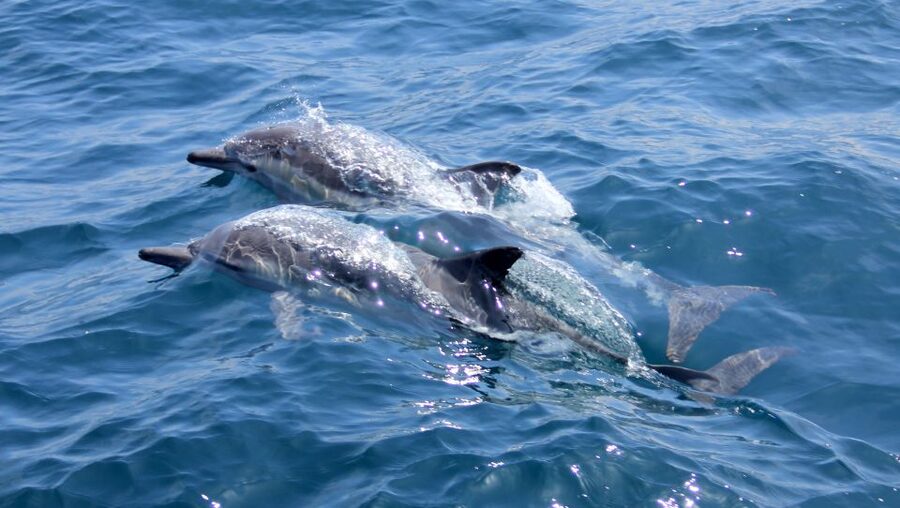 Heraklion: Dia Island Private Sailing Cruise with Full Meal - What the private format is worth