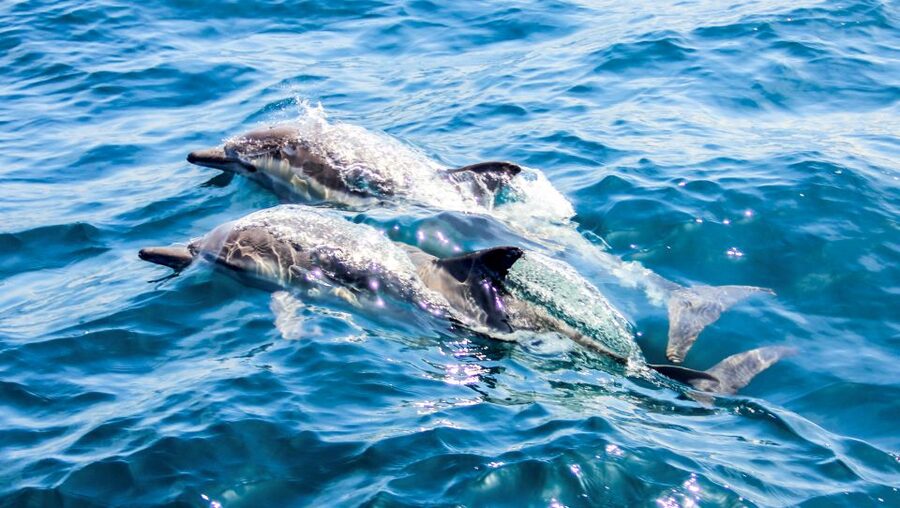 Heraklion: Dia Island Sailboat Cruise with Swimming and Meal - Practical Details Before You Book