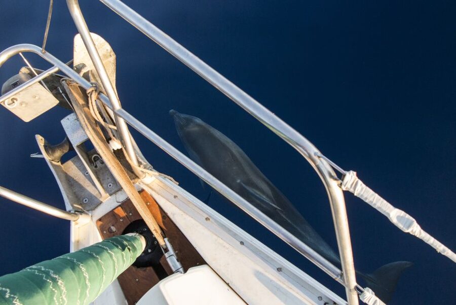 Naxos: Full-Day Small Cyclades Sailing Cruise - Should you book Xanemo sailing?