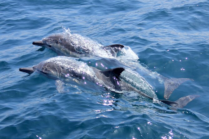 Private Sailing Cruise to Dia Island with Meal & Water Activities - Who should book this Dia Island cruise?