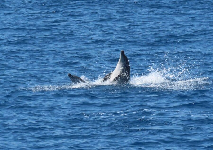 Sail Away in Kos: Unveil 3 Greek Isles’ Secrets! - Leaving Kos and watching for dolphins